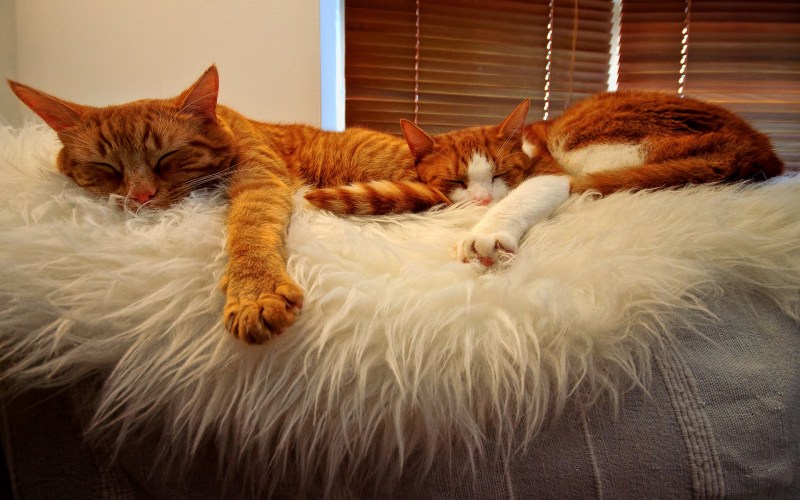 Кошачьи сны