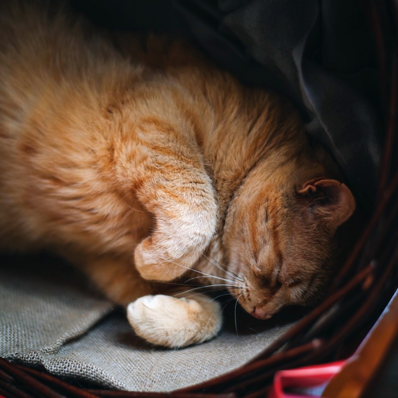 Спящий рыжий котик