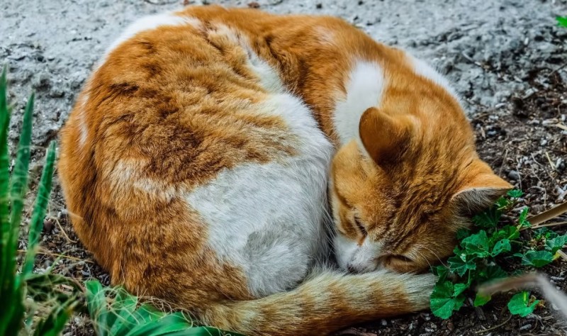 Кот спит свернувшись калачиком