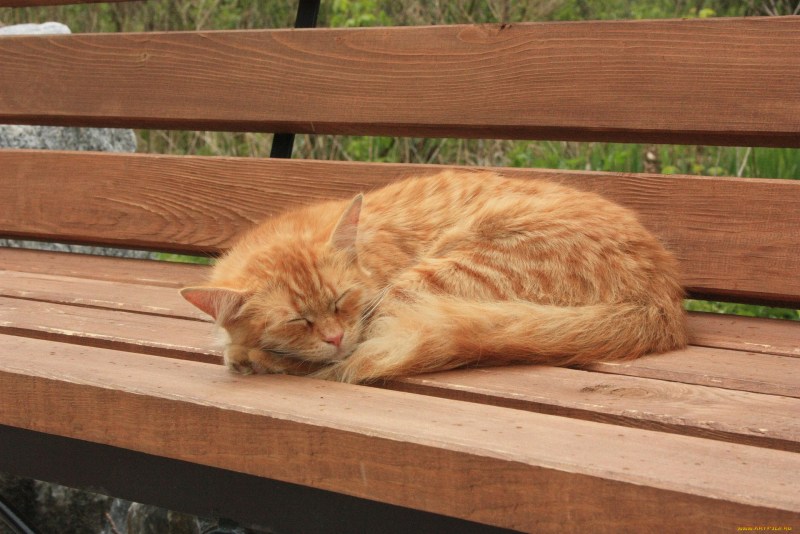 Спящий рыжий кот