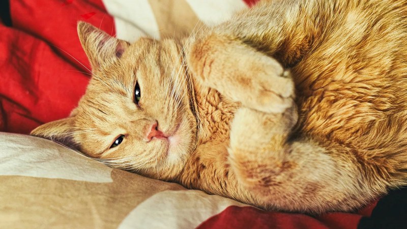 Рыжая кошка спит
