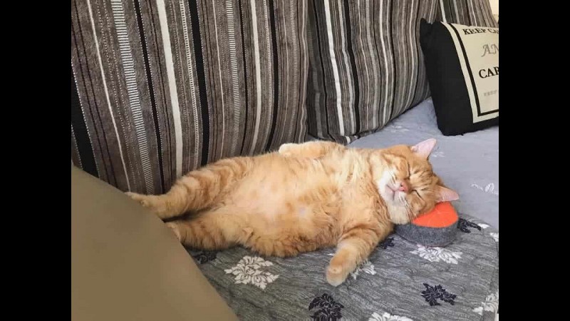 Толстый рыжий кот