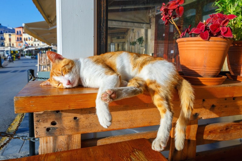Рыжий кот на скамейке