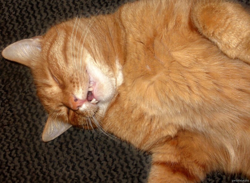 Спящий котик