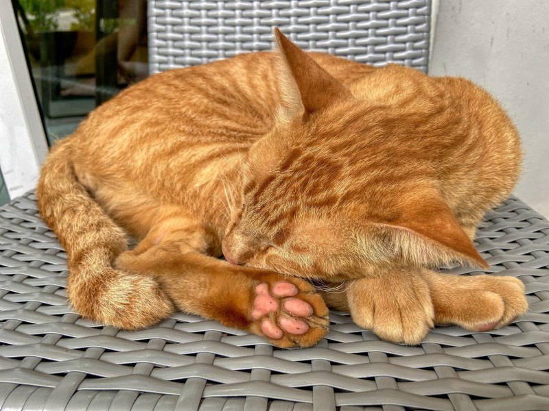 Рыжая кошка