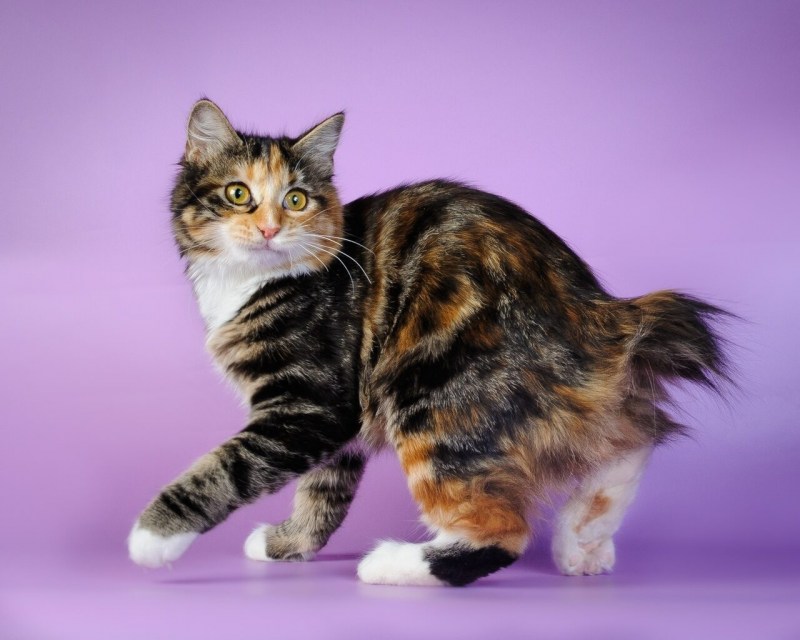 Мэнкс (Мэнская кошка)