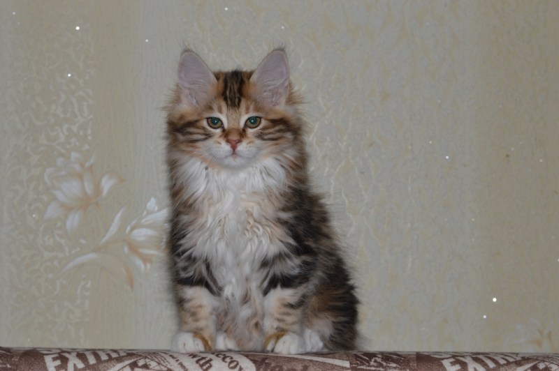 Курильский бобтейл