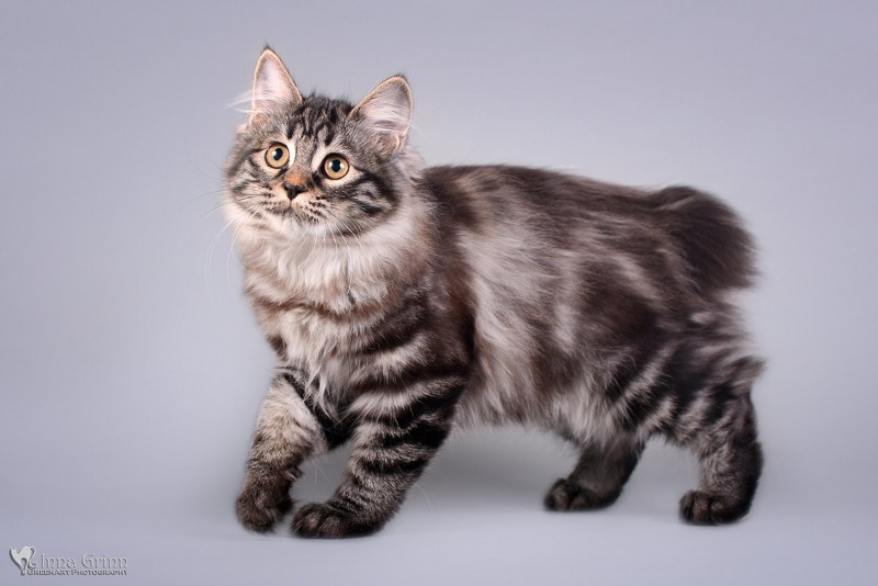 Кот Курильский бобтейл трехцветный