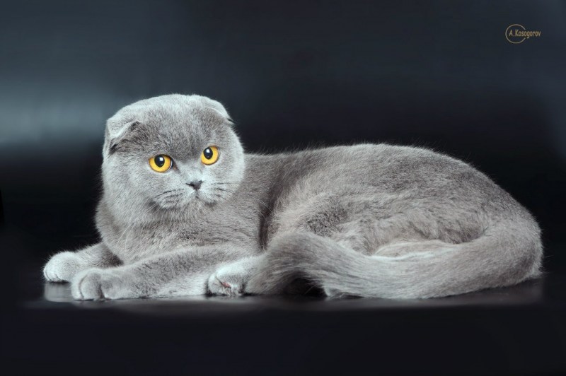 Вислоухий британец