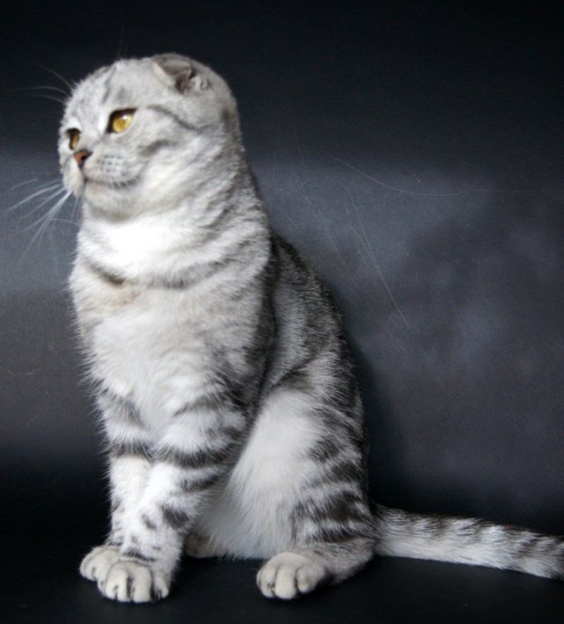 Клички для кошек девочек шотландцев