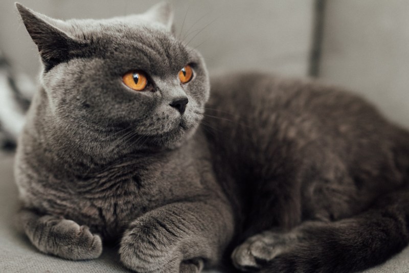 Британский короткошерстный кот серый