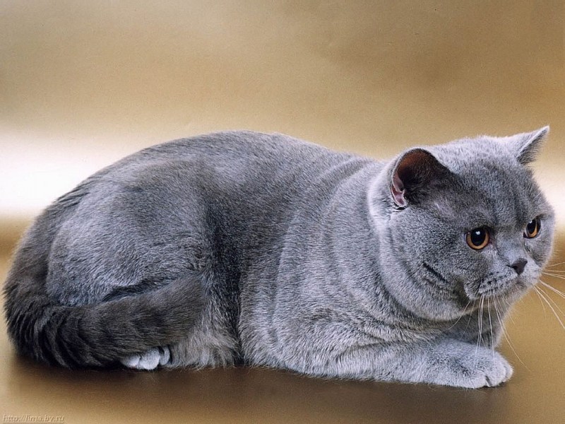 Британская короткошёрстная кошка