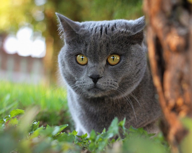 Дымчатый кот британец