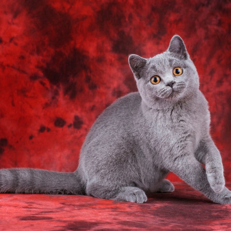Британская дымчатая кошка