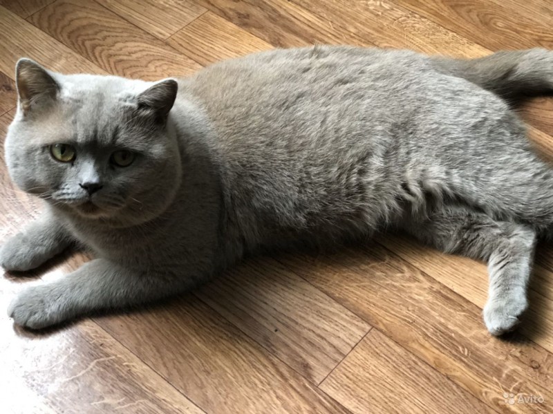 Котенок черный британец короткошерстный