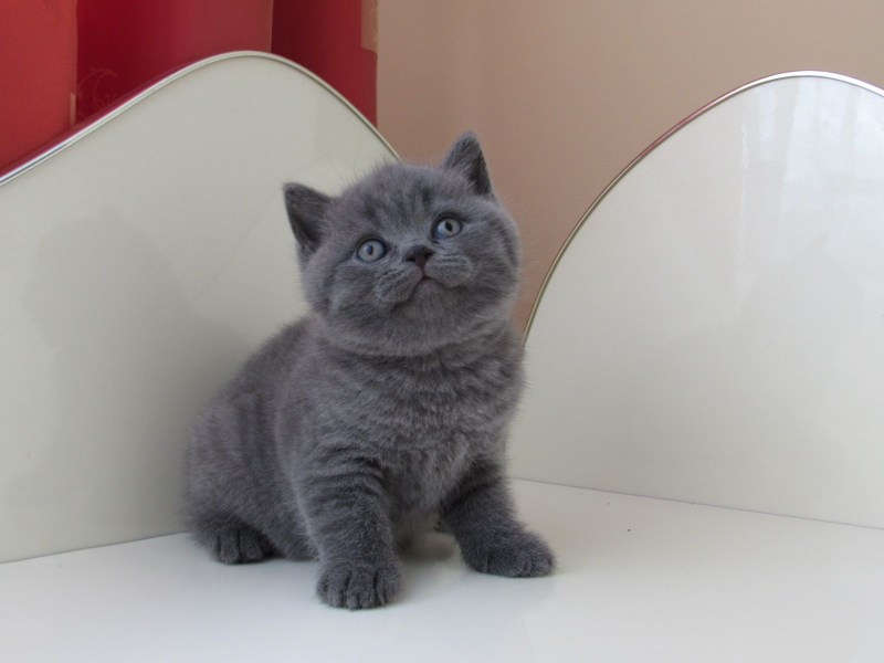 Дымчатый кот британец котенок