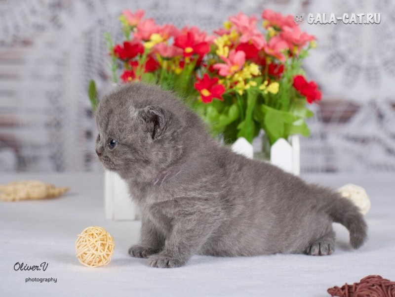 Скоттиш шартрез