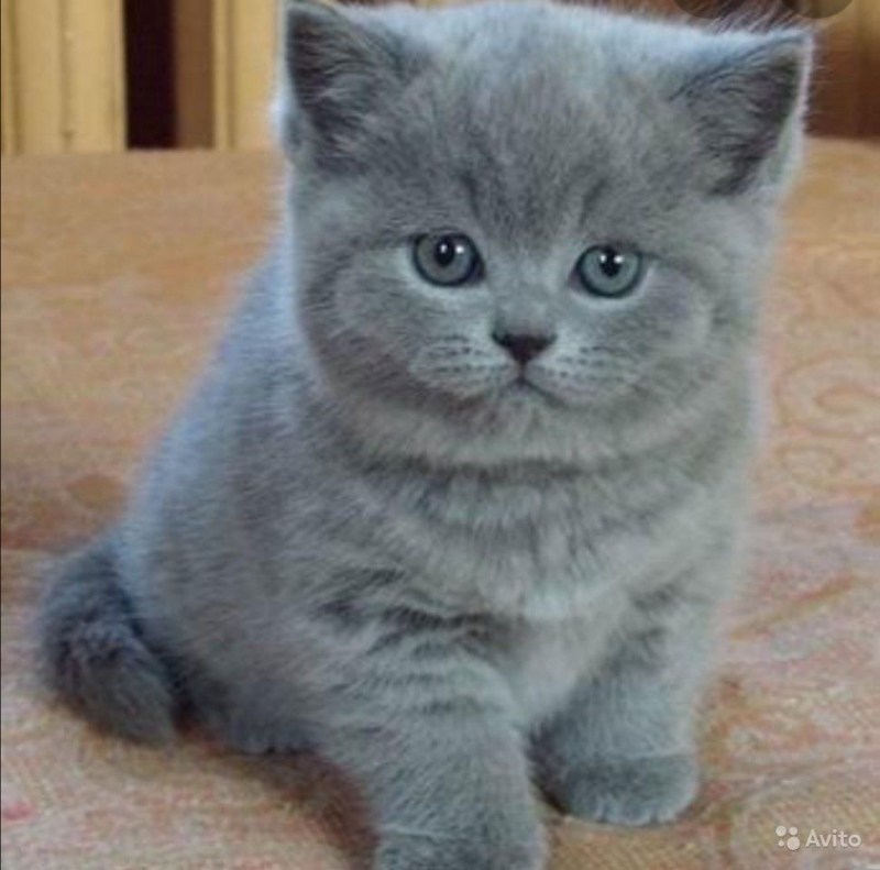 Дымчатый котенок британец