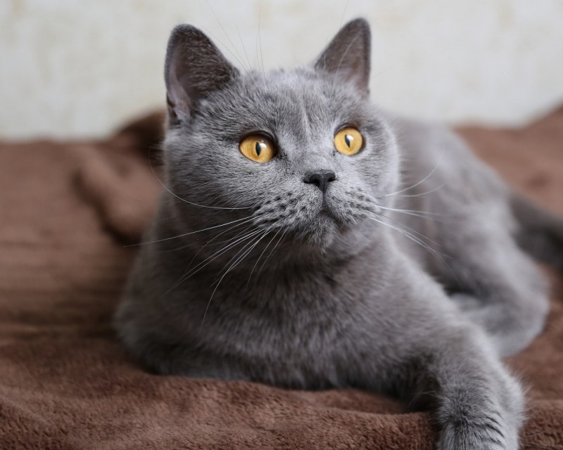 Британская кошка шартрез