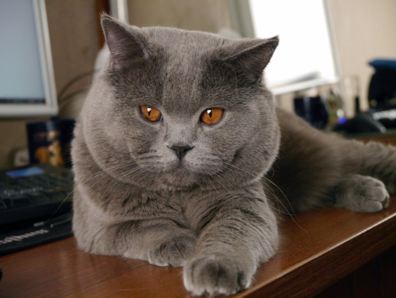 Британские коты питомник