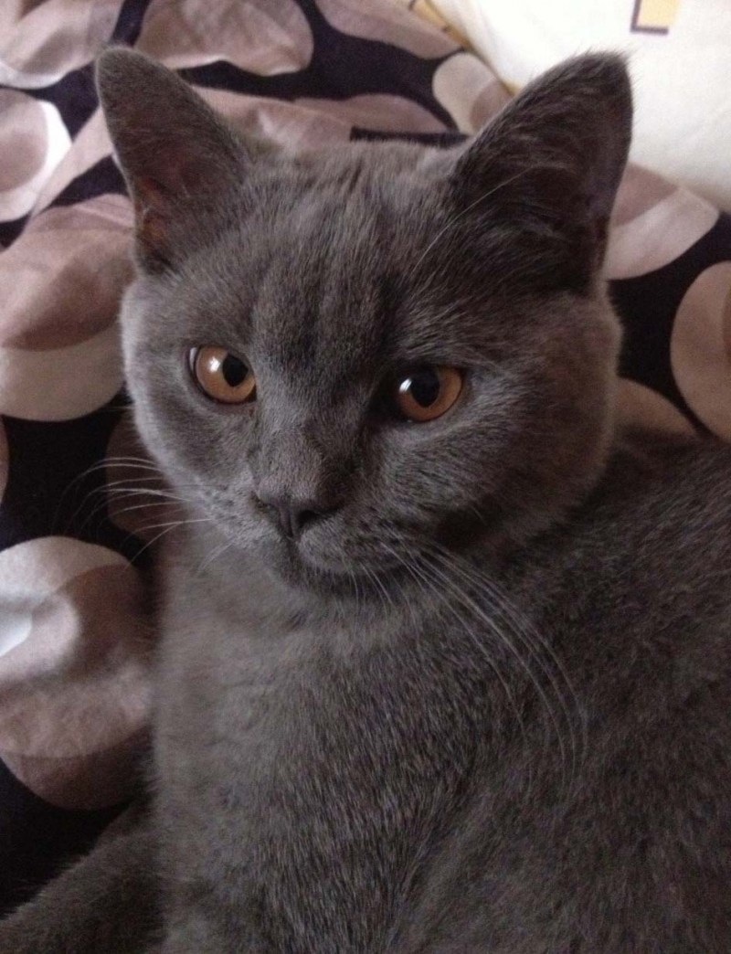 Дымчатый кот британец котенок