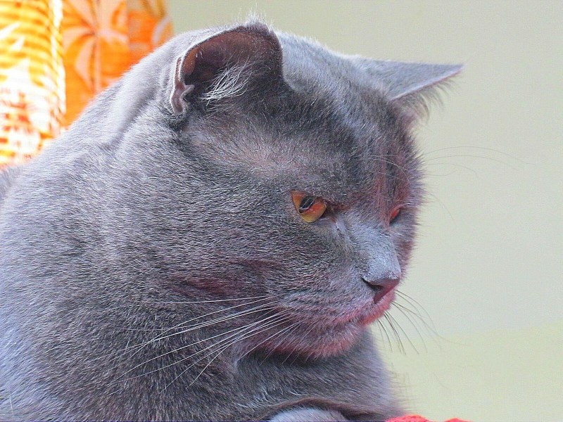 Британский кот дымчатый