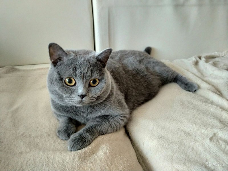 Британский кот дымчатый с полосками