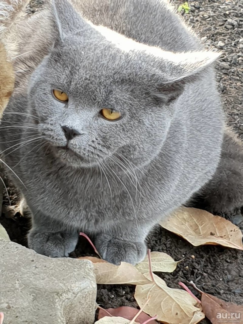 Британский кот дымчатый