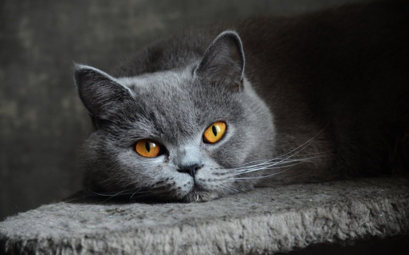 Британская серая кошка с клыками