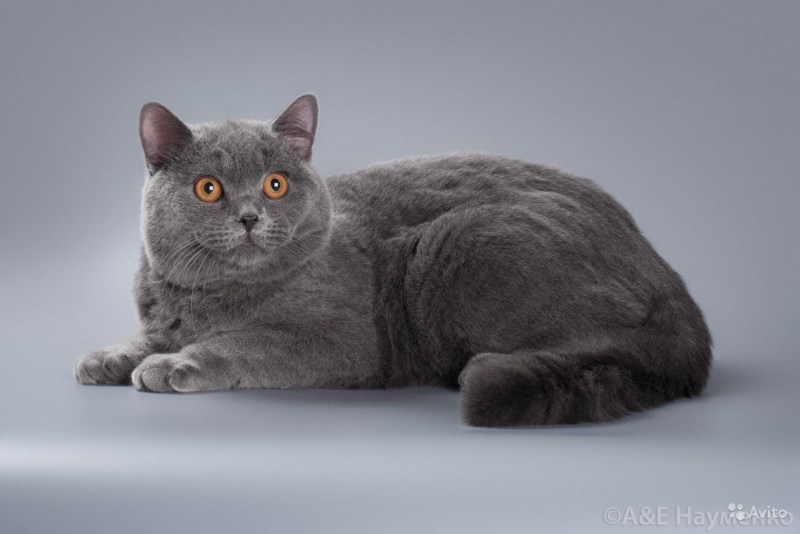 Дымчатый шотландец прямоухий кот