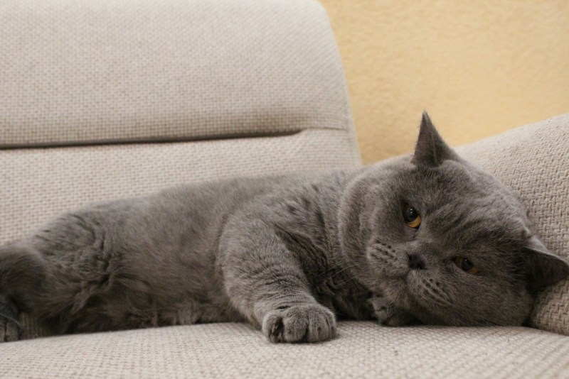 Дымчатый кот дымчатый кот