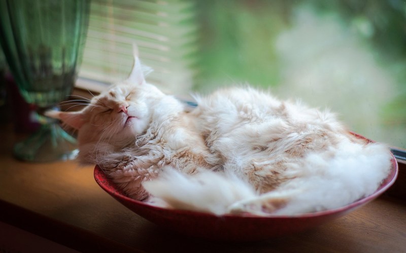 Сонный котенок