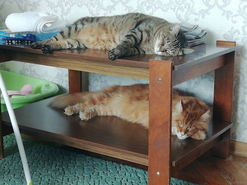 Котик спит на столе