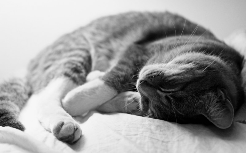 Уютные коты