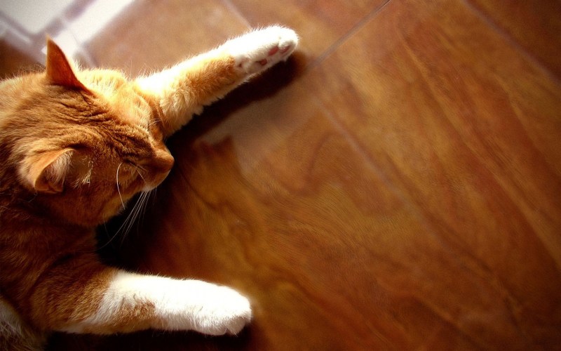 Котенок спит