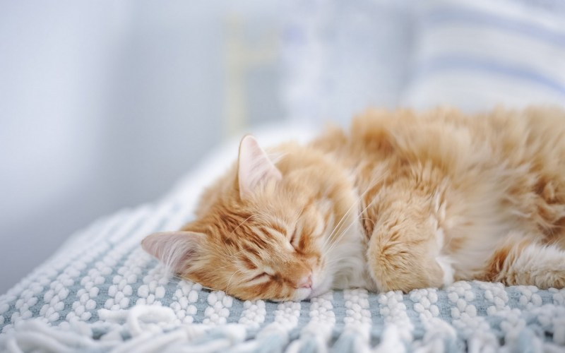 Лежачие коты