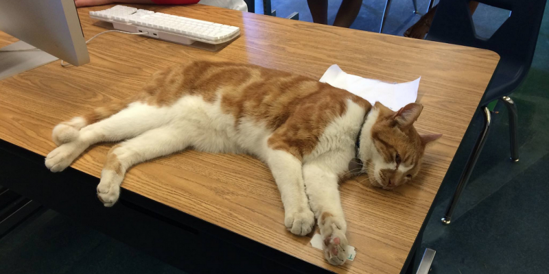 Котенок лежит