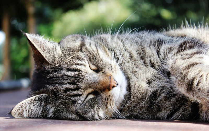 Котик спит