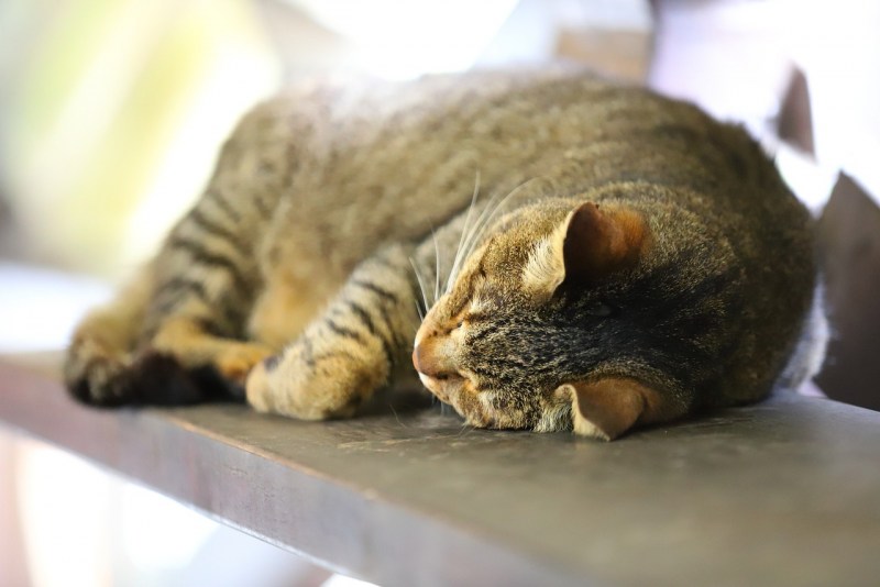 Смешные котики спят