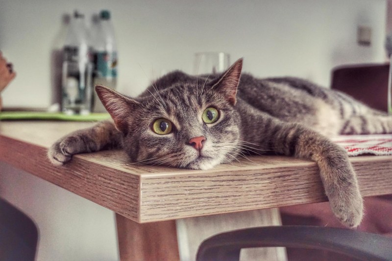 Кот лежит на столе
