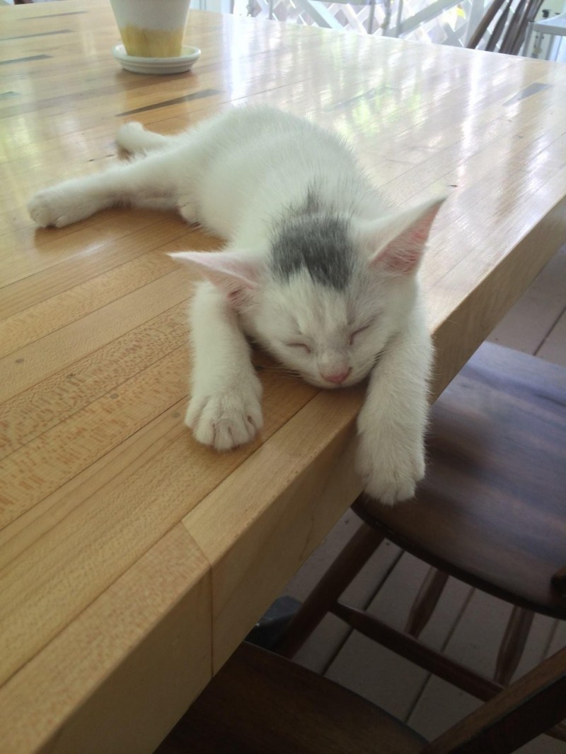 Котик спит ночью