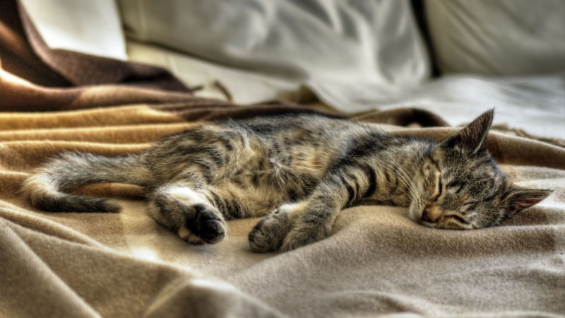 Спящий рыжий котик
