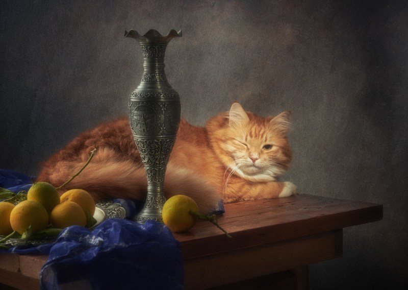 Кот спит