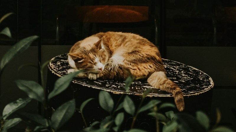 Кошка на клавиатуре
