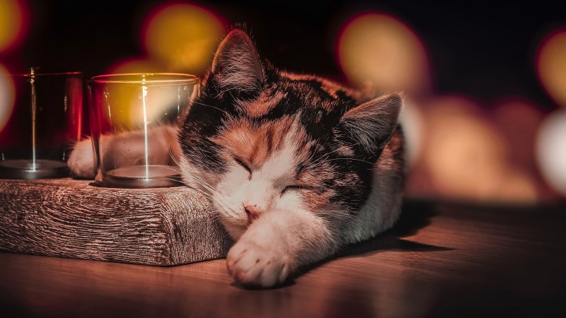 Котики картинки