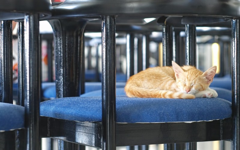 Котенок спит