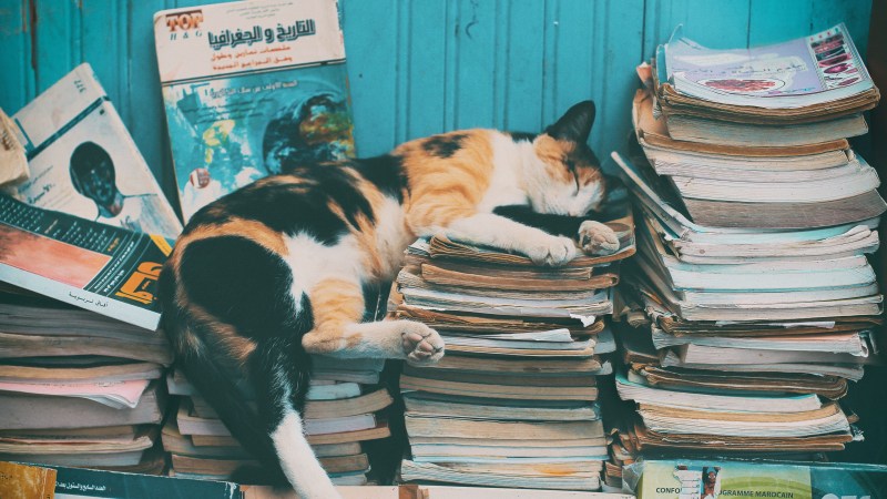 Кот утро