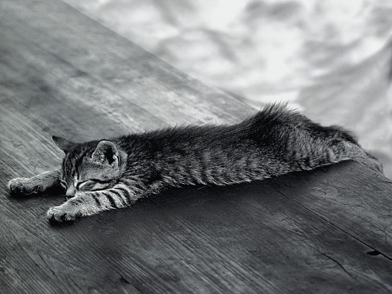 Кот спящий на книгах