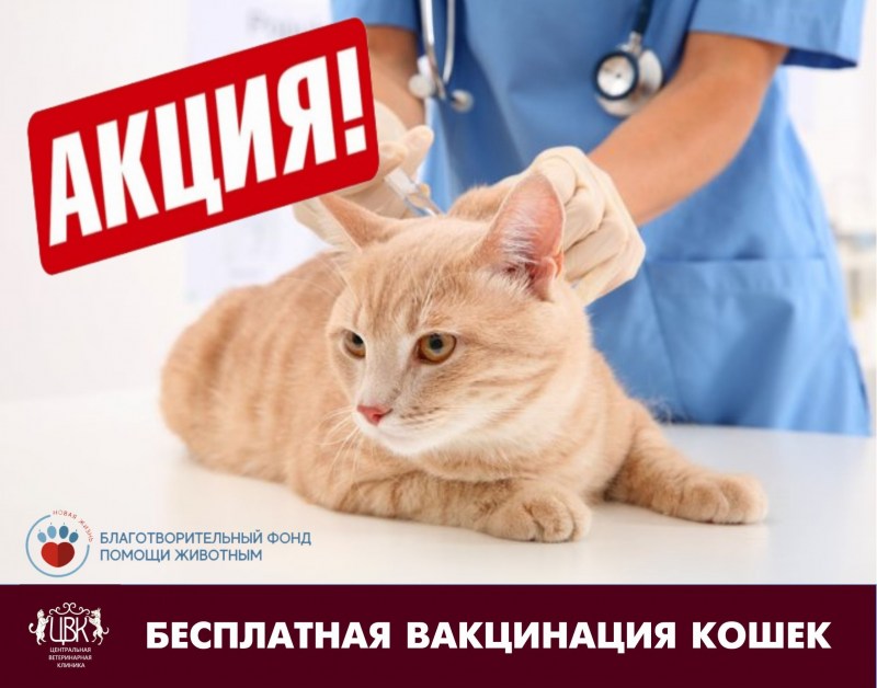 Вакцинация кошек картинки