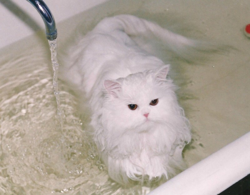 Кошка купается